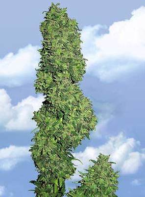 The Flying Dutchmen - Dame Blanche (fem.) 01849