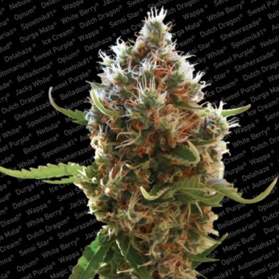 Paradise Seeds - Lucid Bolt (fem.) 01731
