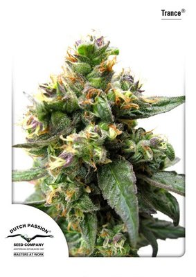Dutch Passion - Trance (fem.) 03598