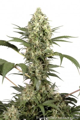 Dutch Passion - Sacra Frasca ® 03592