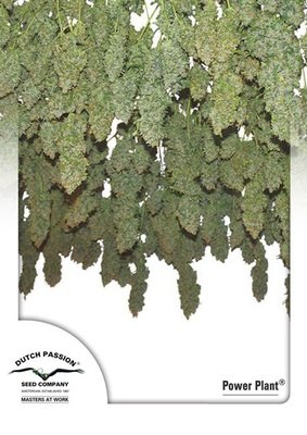 Dutch Passion - Power Plant (fem.) 03570
