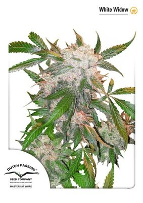 Dutch Passion - White Widow (fem.) 01464