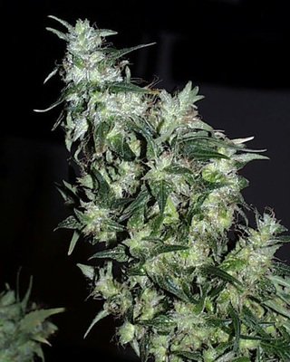Феминизированные семена марихуаны K.С. Brains Seeds - Haze Special 01684
