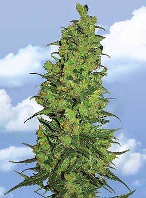 The Flying Dutchmen - Temple Haze (fem.) 01858
