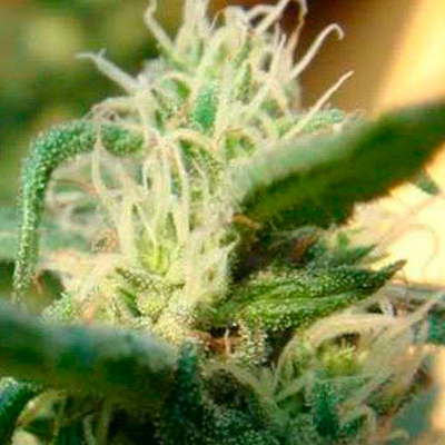 Nirvana Seeds - Sterling Haze (fem.) 03329