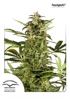 Dutch Passion - PolarLight #3 ® (auto/fem.) 03589