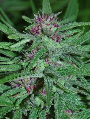 Cannabiogen Seeds - Panama (fem.) 01602