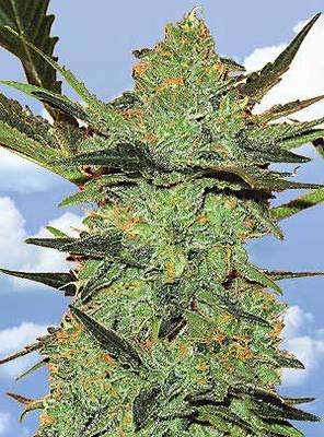 The Flying Dutchmen - G-Force (fem.) 01853