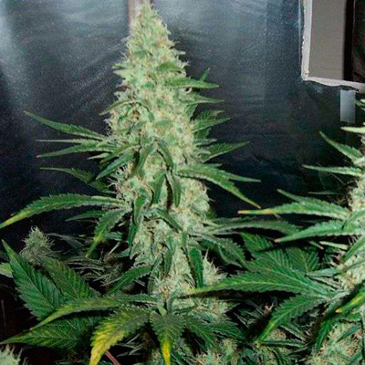 Nirvana Seeds - Hawaii Maui Waui (fem.) 03328