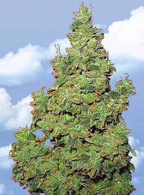 The Flying Dutchmen - Voyager (fem.) 01859