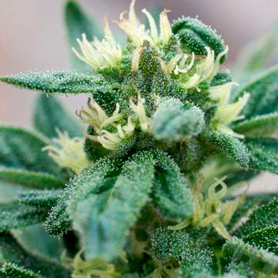 Nirvana Seeds - Full Moon (fem.) 03277