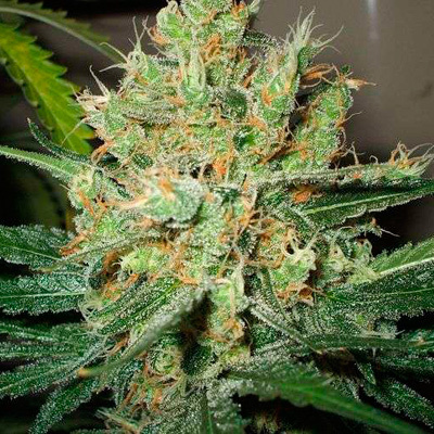 Nirvana Seeds - Pure Power Plant (fem.) 03293