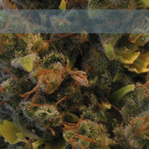 Elite Seeds - Llimonet Haze (fem.) ELS3