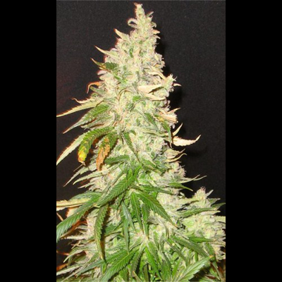 Seedsman - Northern Soul (fem.) 00112