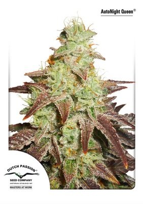 Dutch Passion - Auto Night Queen (auto/fem.) 03616