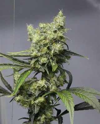 Vulkania Seeds - Fayaka (fem.) 01634