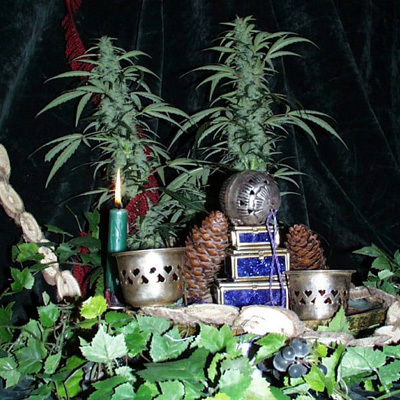 K.С. Brains Seeds - Northern Light Special fem.) 🏆 01693