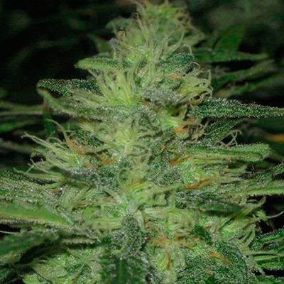 Nirvana Seeds - Auto Northern Lights (auto/fem.) 03320