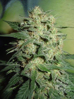 Homegrown Fantaseeds - Northern Lights (fem.) 04455