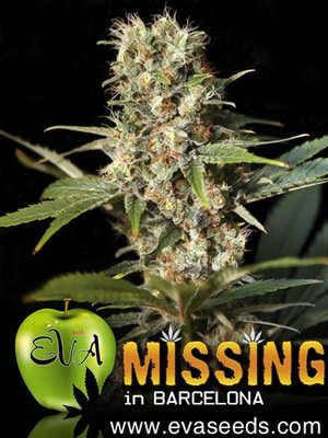 Eva Seeds - Missing in Barcelona (M.I.B.) (fem.) 02612