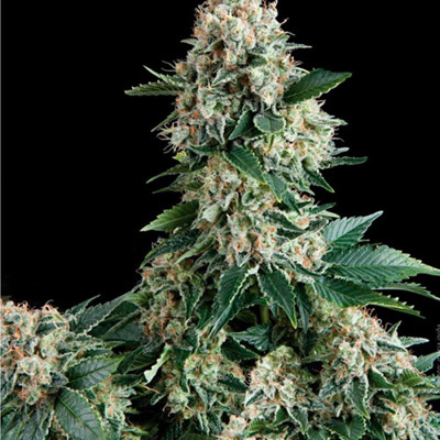 Pyramid Seeds - Auto New York City (auto/fem.) 01778