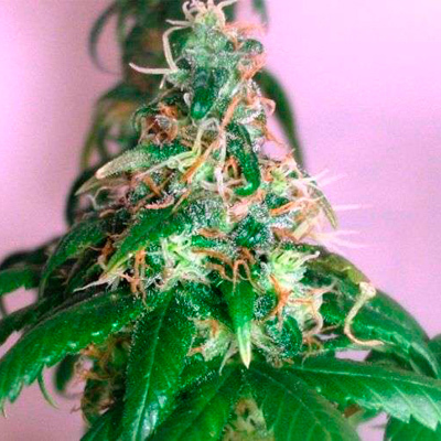 Nirvana Seeds - Chrystal (fem.) 03275