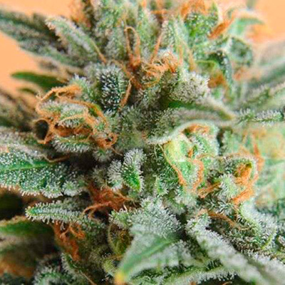 Nirvana Seeds - Papaya (reg.) 03292