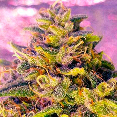 Nirvana Seeds - Bubblelicious (reg.) 03274