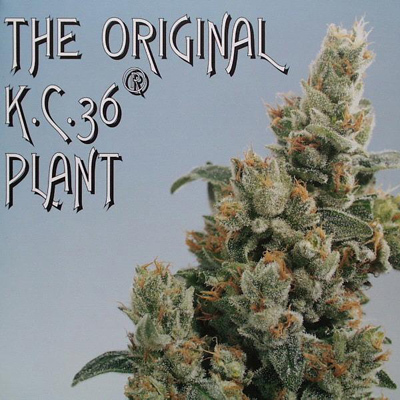 K.С. Brains Seeds - K.C. 36 (fem.) 01686