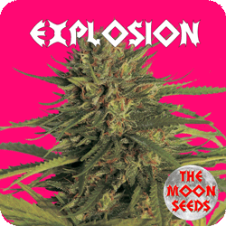 The Moon Seeds - Explosion (fem.) moon3