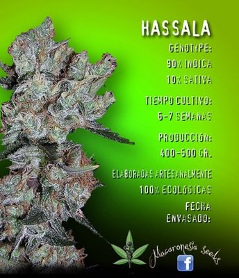 Macaronesia Seeds - Hassala (fem.) 05062