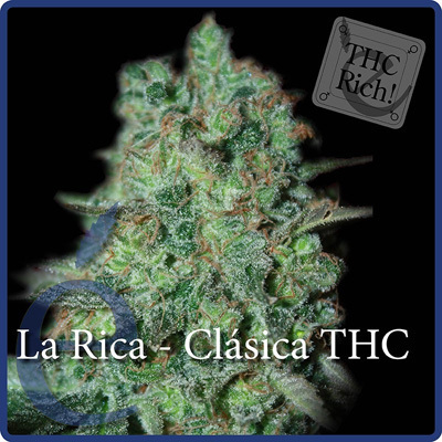Elite Seeds - La Rica (fem.) ELS1