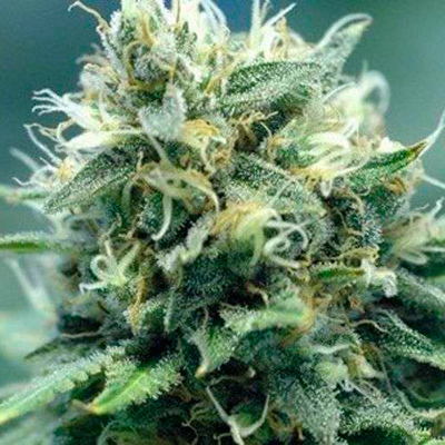 Nirvana Seeds - New York Power Diesel (fem.) 03288