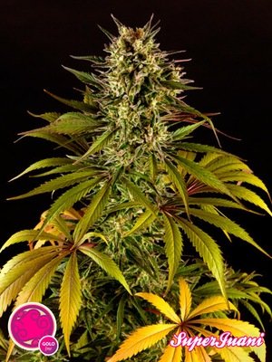 Philosopher Seeds - SuperJuani (fem.) 03197