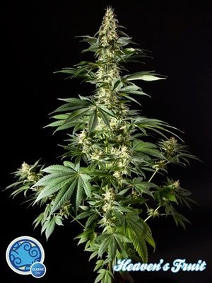Philosopher Seeds - Heaven's Fruit (fem.) 03192