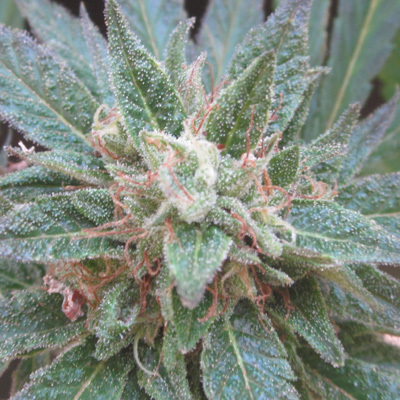 Loud Seeds - Sour Diesel (fem.) 00069