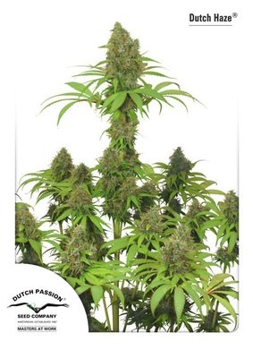 Dutch Passion - Dutch Haze ® (fem.) 03409