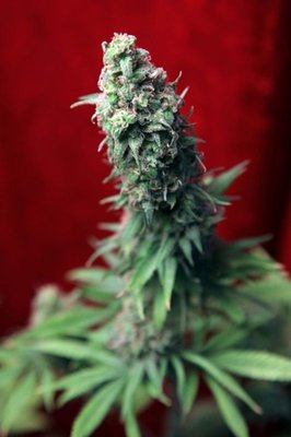 Reggae Seeds - Blackdance (fem.) 01079
