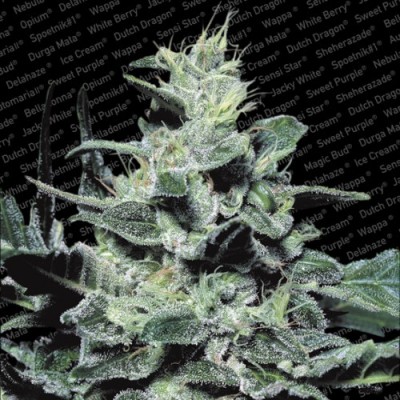 Paradise Seeds - Nebula (fem.) 01733