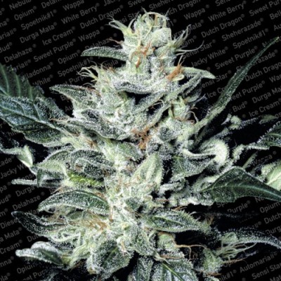 Paradise Seeds - Sensi Star (fem.) 01737
