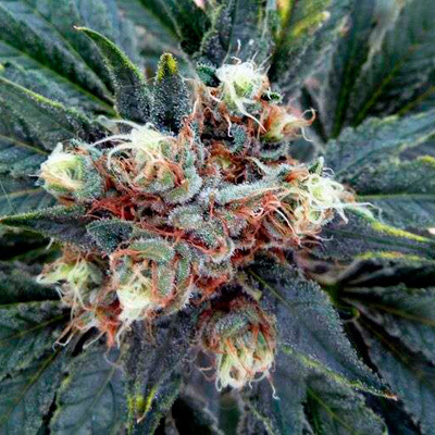 Nirvana Seeds - White Rhino (fem.) 03308