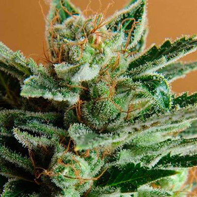 Nirvana Seeds - Snow White (fem.) 03296