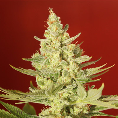 Vulkania Seeds - White Diesel (fem.) 01640