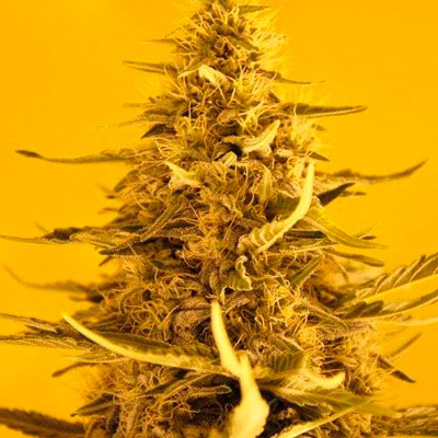 Nirvana Seeds - White Widow (fem.) 03310