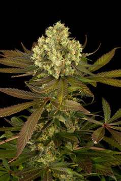Humboldt Seed Organization - Sour Blueberry (fem.) hso8