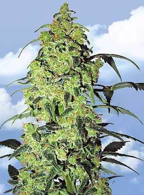 The Flying Dutchmen - White Widow (fem.) 01860