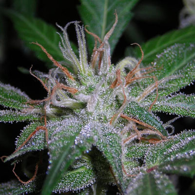 Vulkania Seeds - White Fya (fem.) 01641