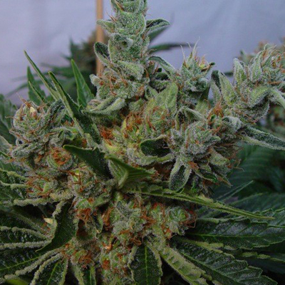 Soma Seeds - White Willow 02213