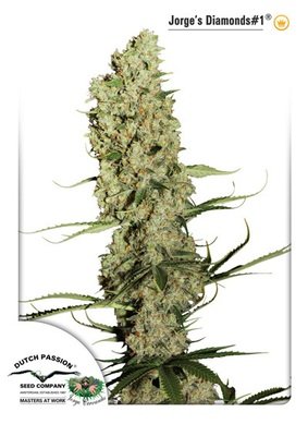 Dutch Passion - Jorge's Diamonds #1 (fem.) 03406