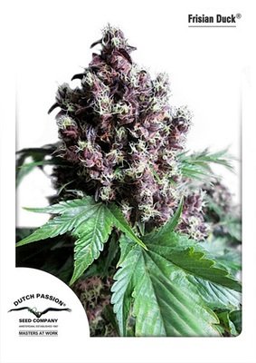 Dutch Passion - Frisian Duck (fem.) 02722